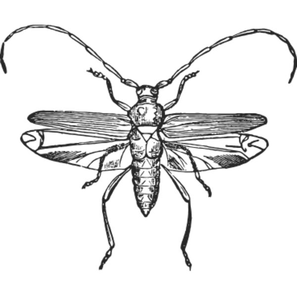 Vintage flying insect 1 Thumbnail