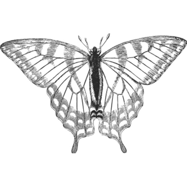 Vintage butterfly 1 Thumbnail