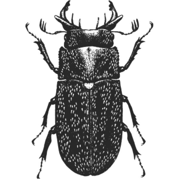 Vintage beetle 3 Thumbnail