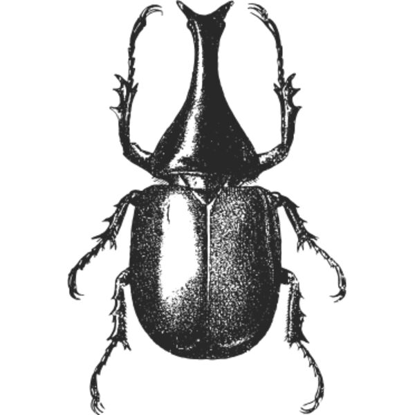 Vintage beetle 4 Thumbnail