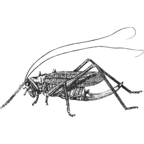 Vintage grasshopper Thumbnail