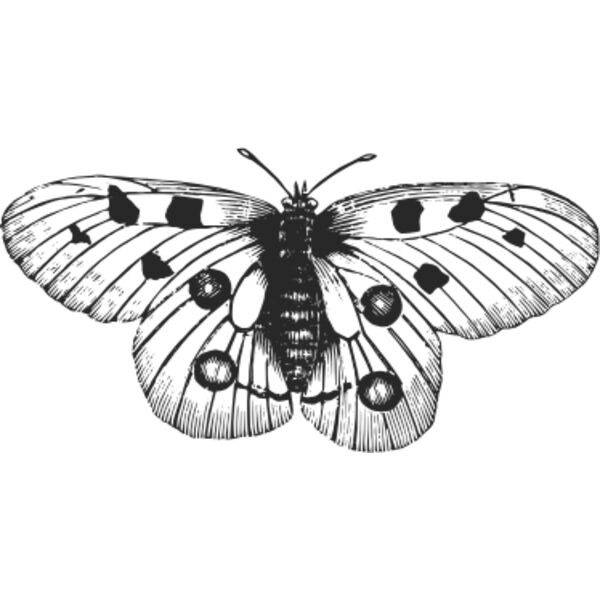 Vintage butterfly 6 Thumbnail