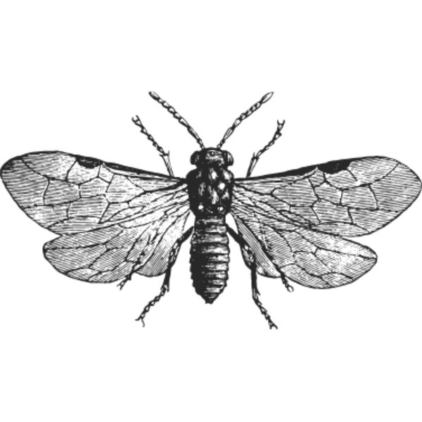 Vintage butterfly 7 Thumbnail