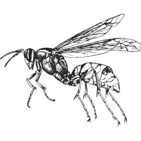 Vintage wasp Thumbnail