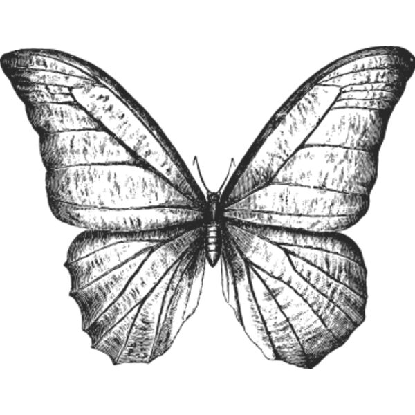 Vintage butterfly 8 Thumbnail