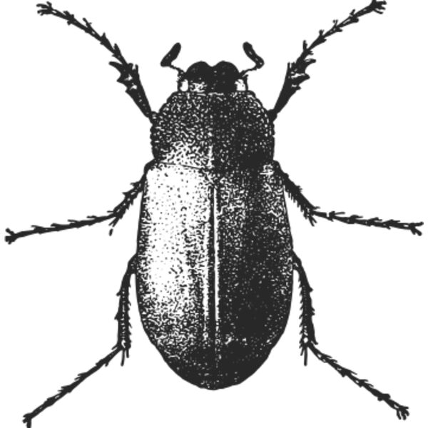 Vintage beetle 5 Thumbnail