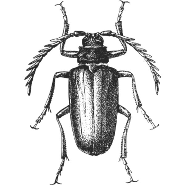 Vintage beetle 5 Thumbnail