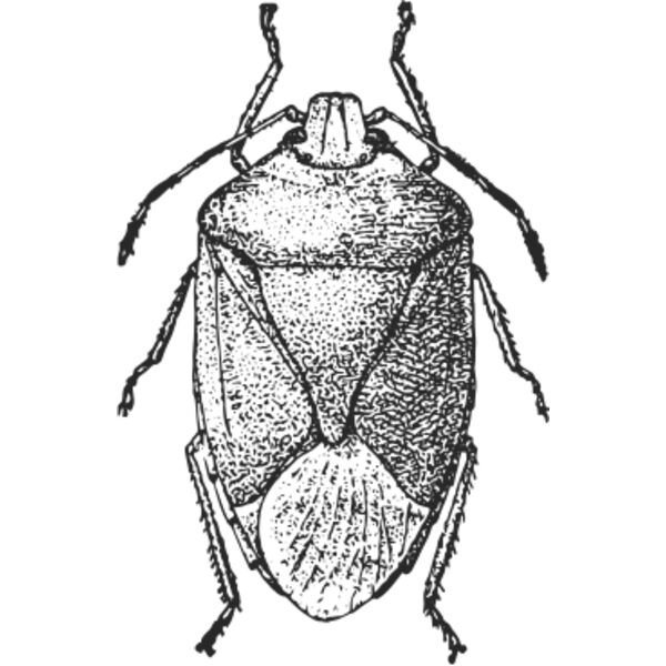 Vintage beetle 6 Thumbnail