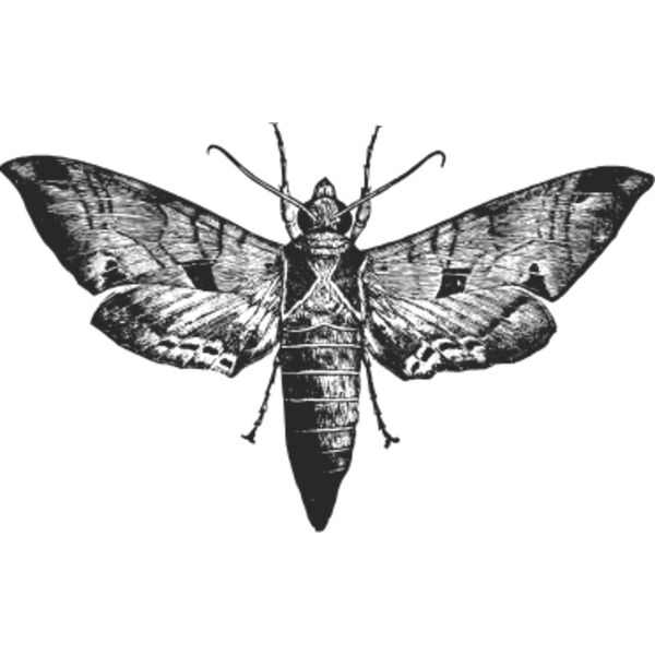 Vintage moth 1 Thumbnail