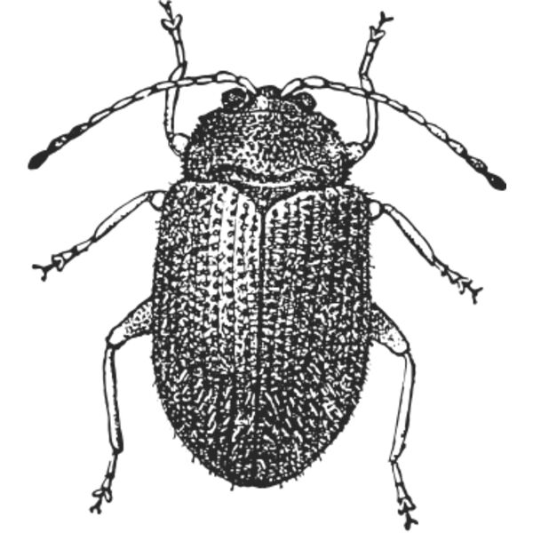 Vintage beetle 6 Thumbnail