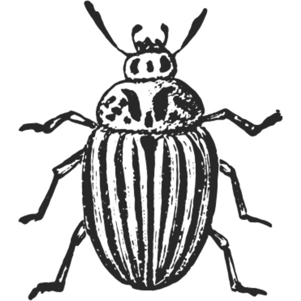 Vintage beetle 7 Thumbnail