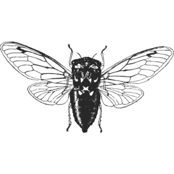 Vintage fly 1 Thumbnail