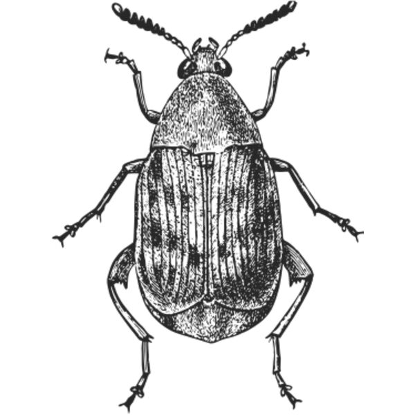 Vintage beetle 7 Thumbnail