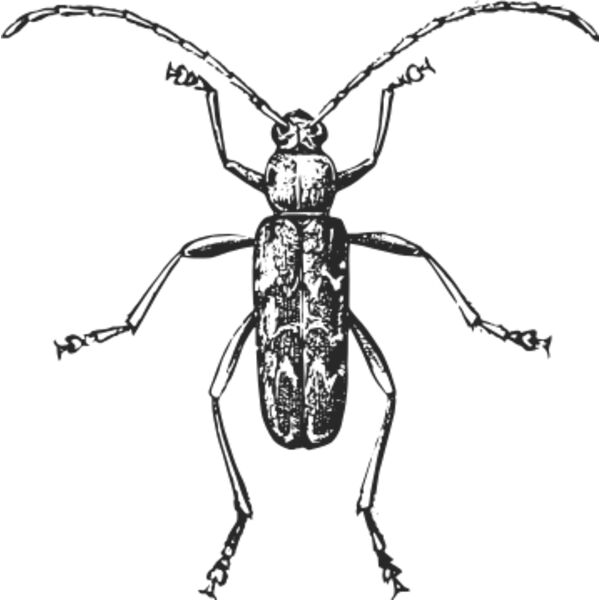 Vintage beetle 8 Thumbnail