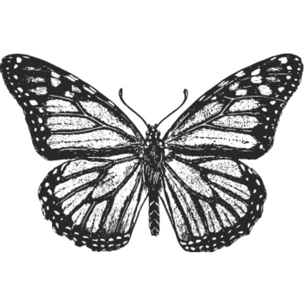 Vintage butterfly 9 Thumbnail
