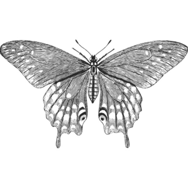 Vintage butterfly 9 Thumbnail