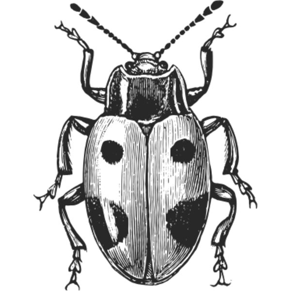 Vintage ladybird Thumbnail