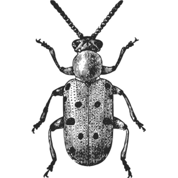 Vintage beetle 8 Thumbnail