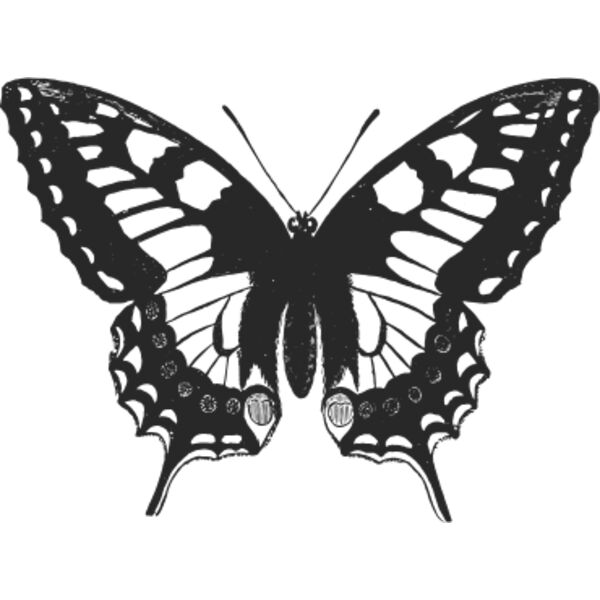 Vintage butterfly 10 Thumbnail