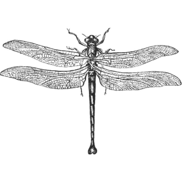Vintage dragonfly 2 Thumbnail