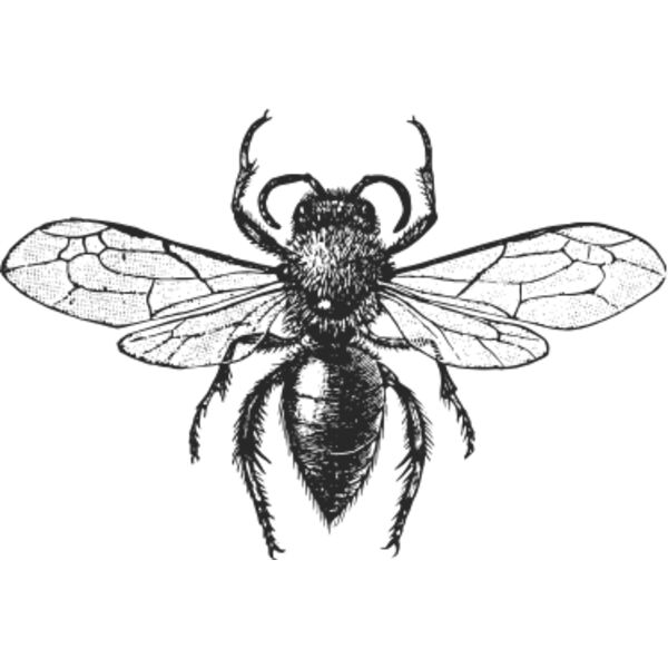 Vintage fly 2 Thumbnail