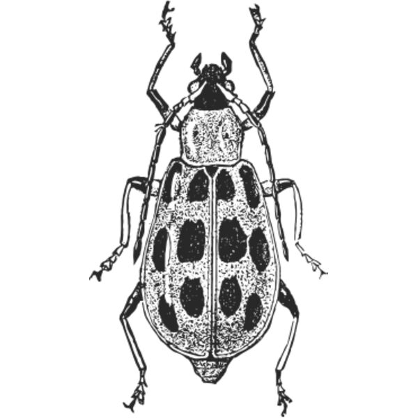 Vintage beetle 9 Thumbnail