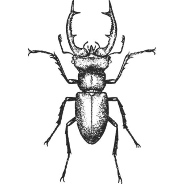 Vintage beetle 10 Thumbnail