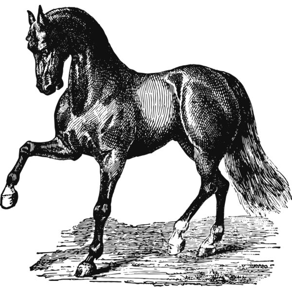 Prancing horse vintage print Thumbnail