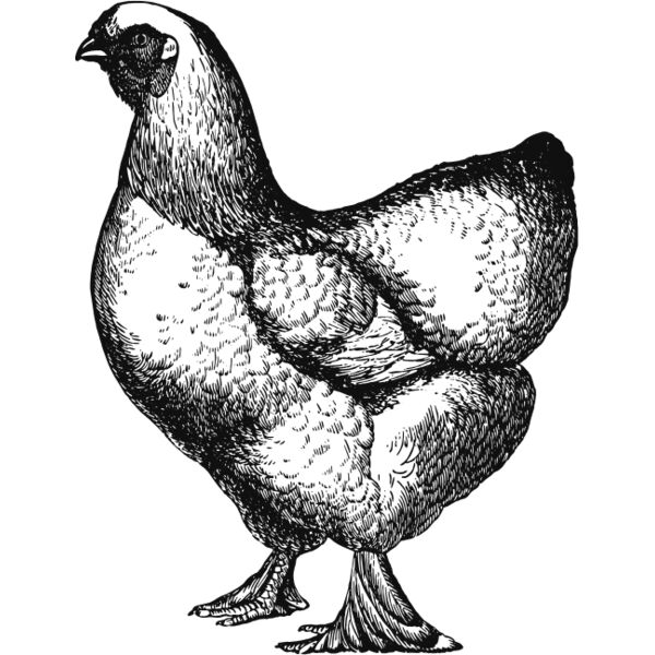 Chicken vintage print 1 Thumbnail