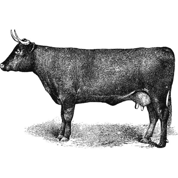 Cow vintage print 1 Thumbnail