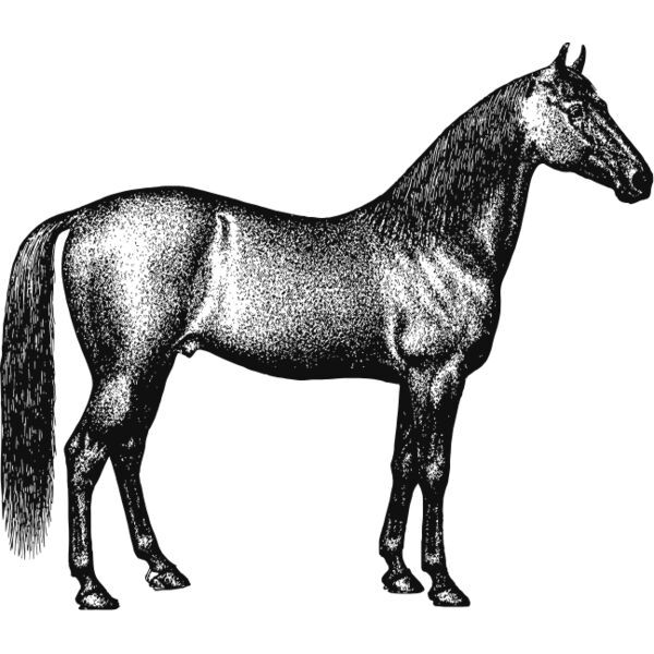 Horse vintage print Thumbnail