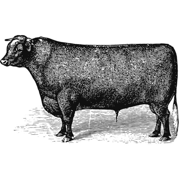 Bull vintage print 1 Thumbnail