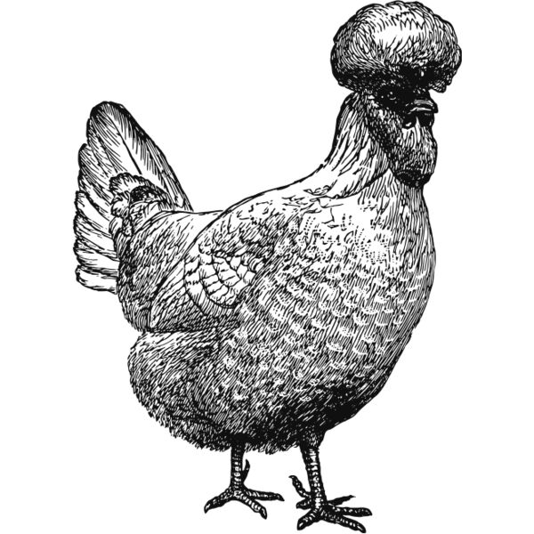 Chicken vintage print 2 Thumbnail