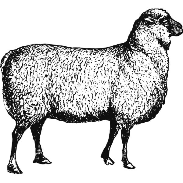 Sheep vintage print 1 Thumbnail