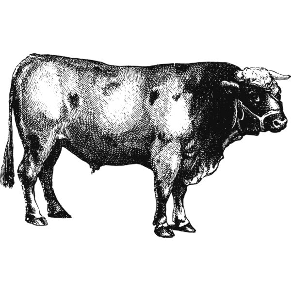 Bull vintage print 2 Thumbnail