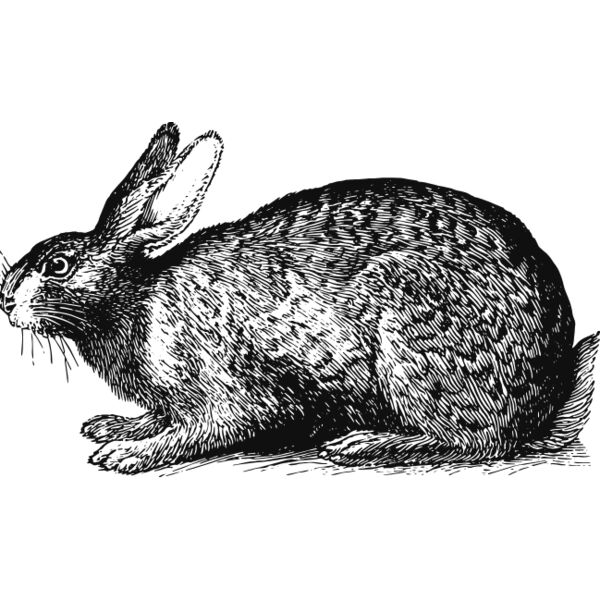 Rabbit vintage print  Thumbnail