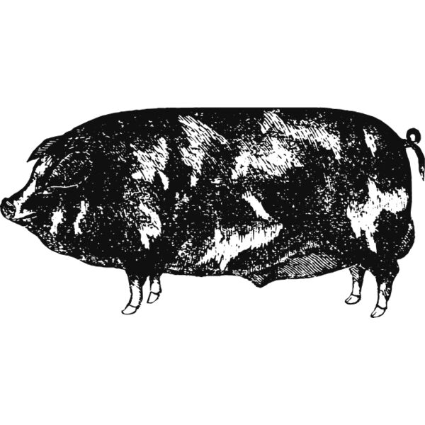 Pig vintage print 1 Thumbnail
