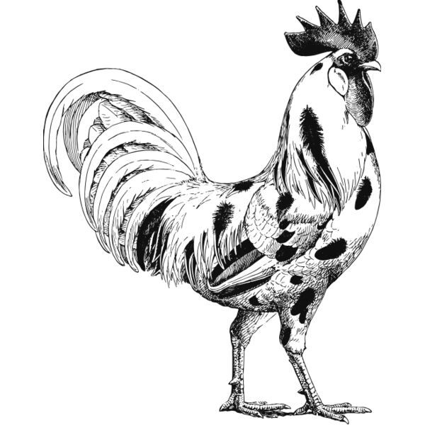 Rooster vintage print 2 Thumbnail