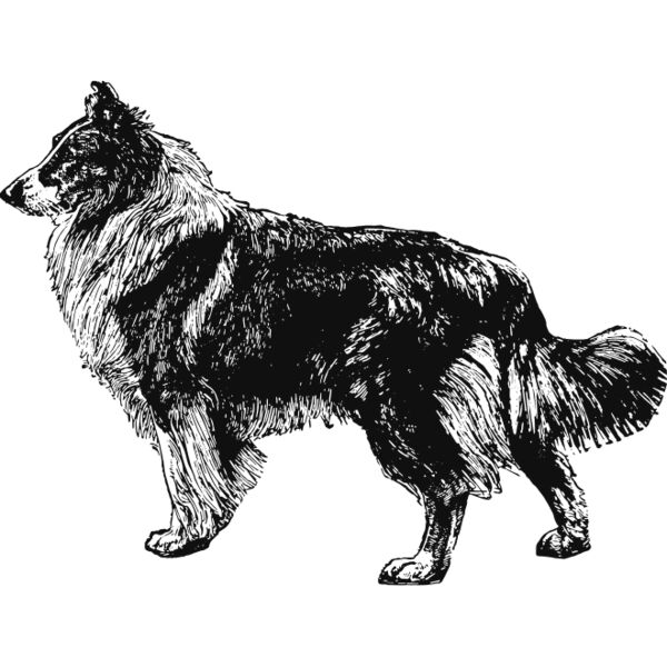 Border collie dog vintage print Thumbnail