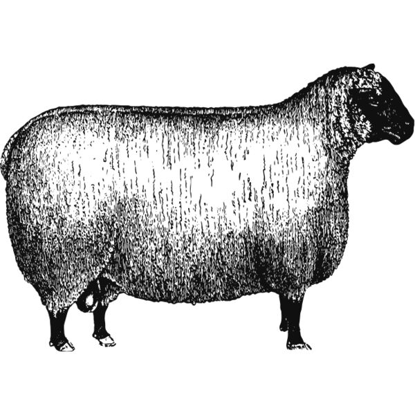 Sheep vintage print 2 Thumbnail