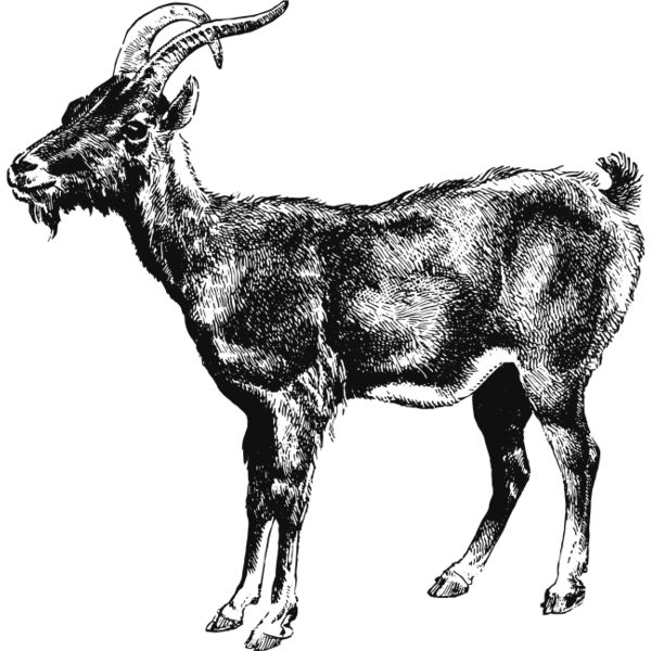 Goat vintage print 1 Thumbnail