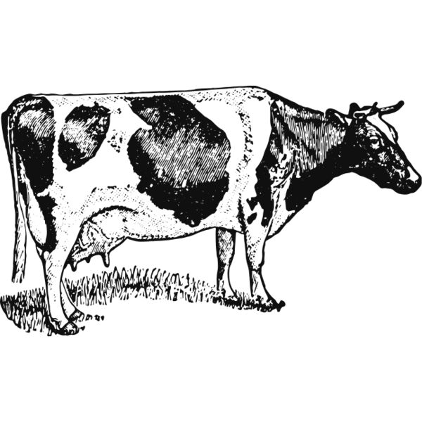 Cow vintage print 2 Thumbnail