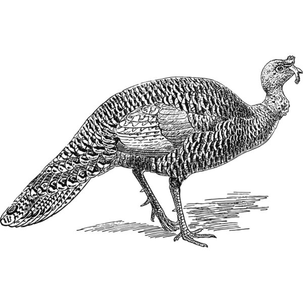 Turkey vintage print Thumbnail