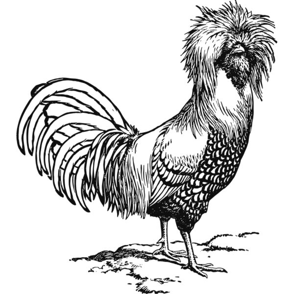 Chicken vintage print 4 Thumbnail