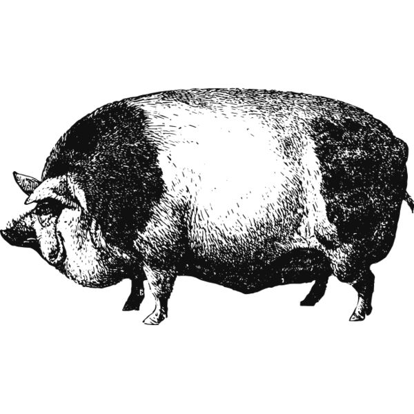 Pig vintage print 4 Thumbnail