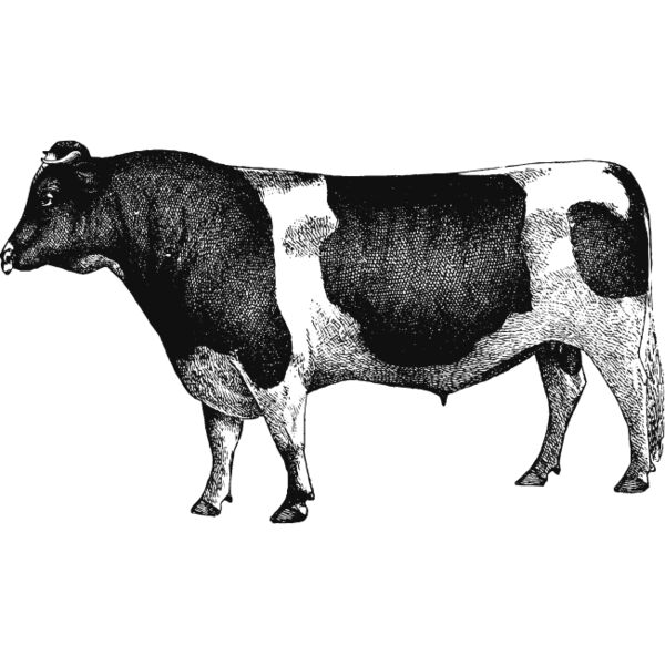 Bull vintage print 3 Thumbnail