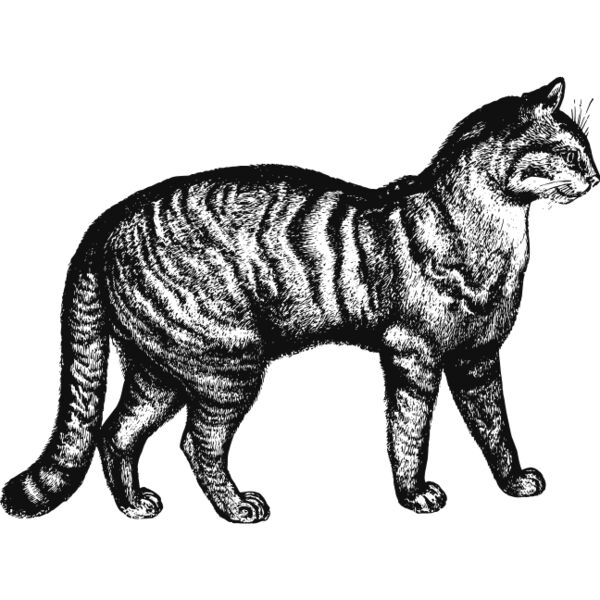 Cat vintage print 2 Thumbnail