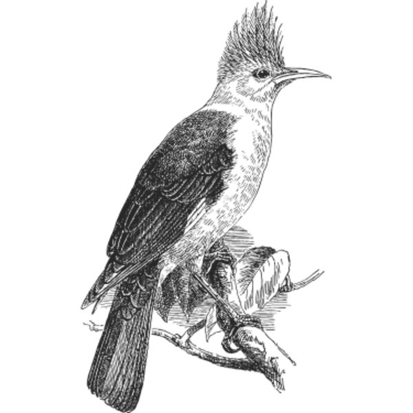 Tropical bird vintage print 2 Thumbnail