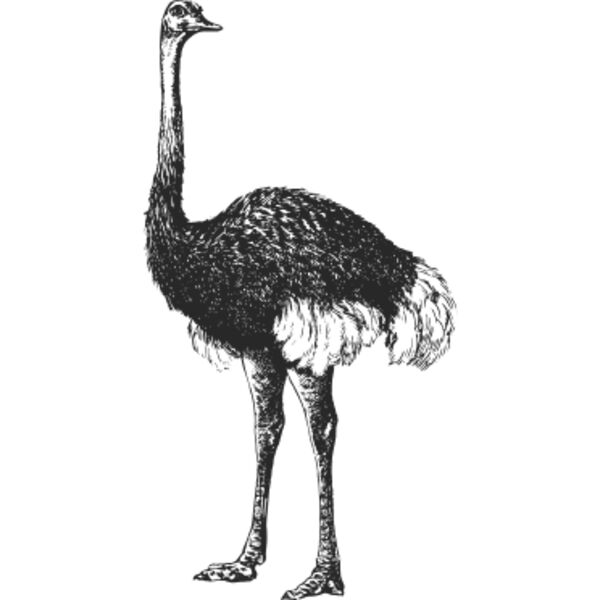 Ostrich vintage print Thumbnail