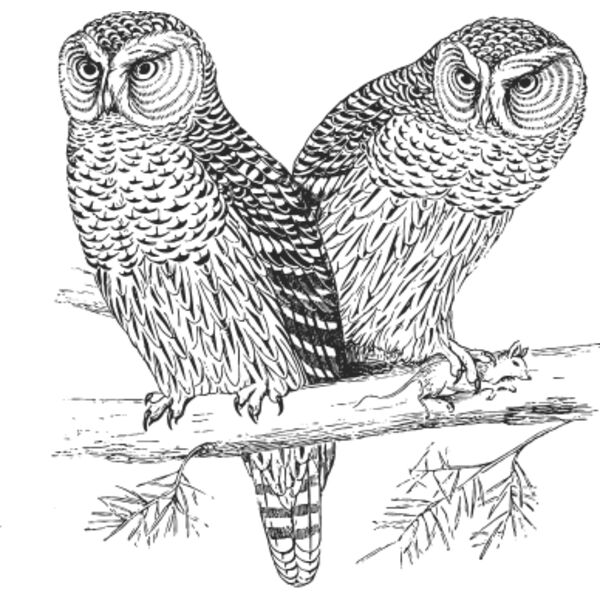 Two owls vintage print Thumbnail